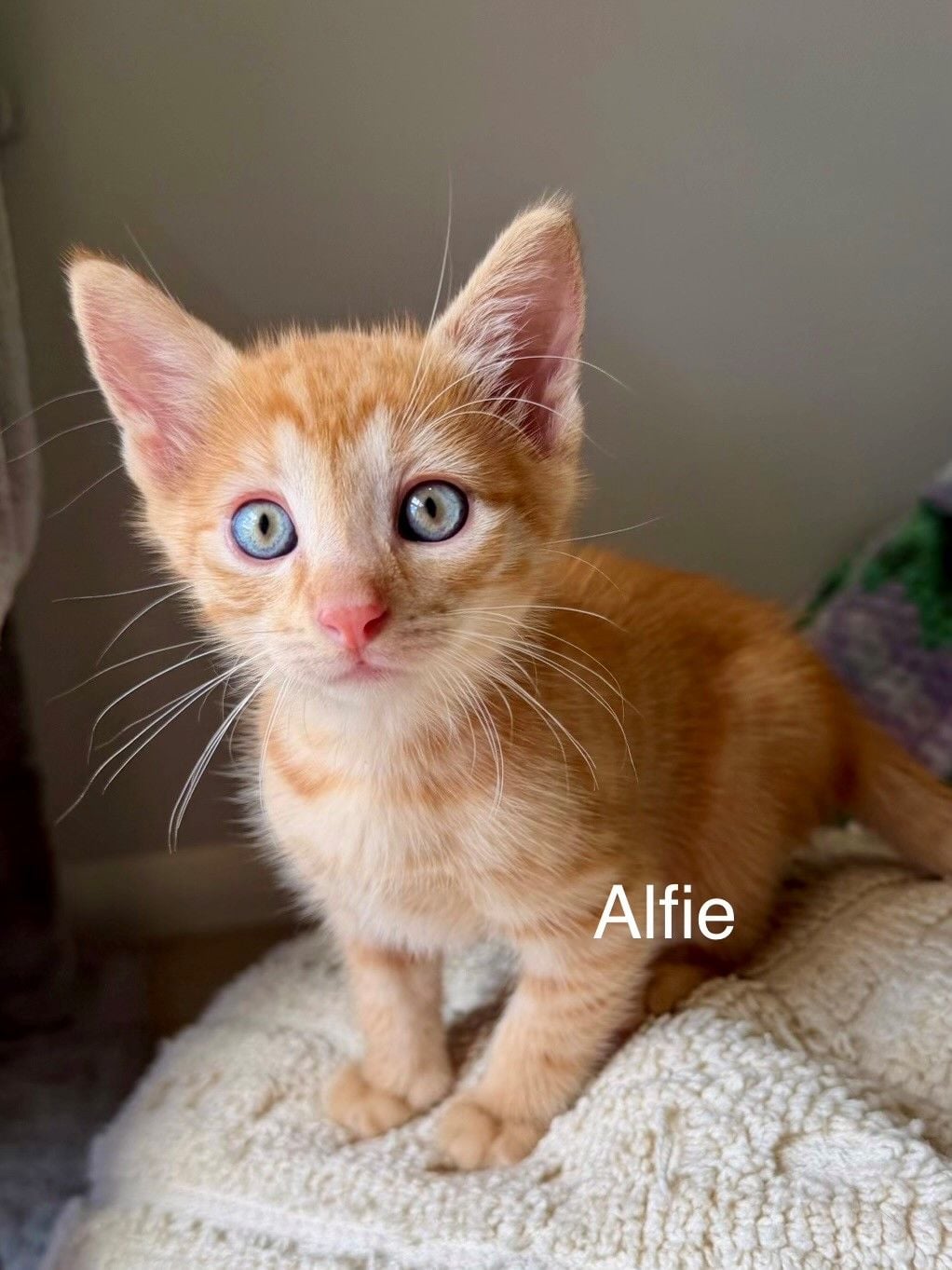 Alfie Alfie